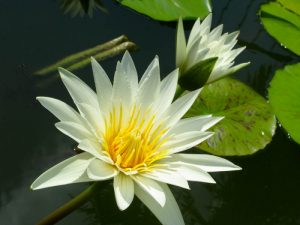 White Lotus from Theosophy Wiki