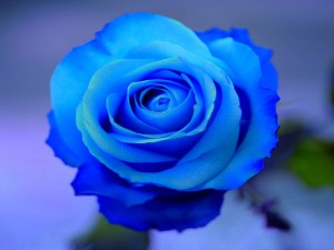blue-rose_110658780